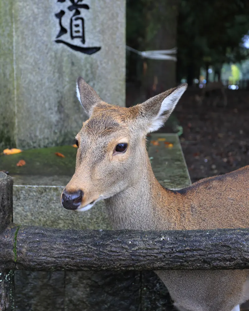 Nieuwsgierig hert in het park van Nara