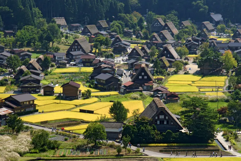 Rieten boerderijen tussen goudgele rijstvelden in Shirakawa-go